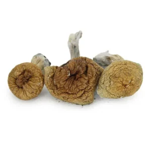 Z Strain  Mushrooms For sale 