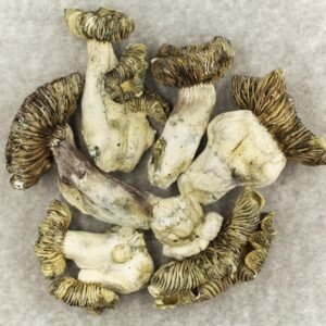 White Burma mushroom