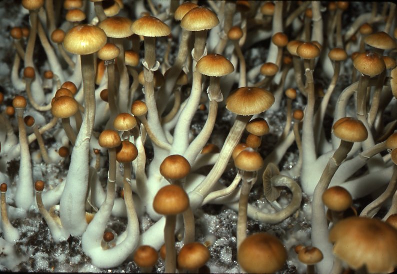 Magic Mushrooms Spores