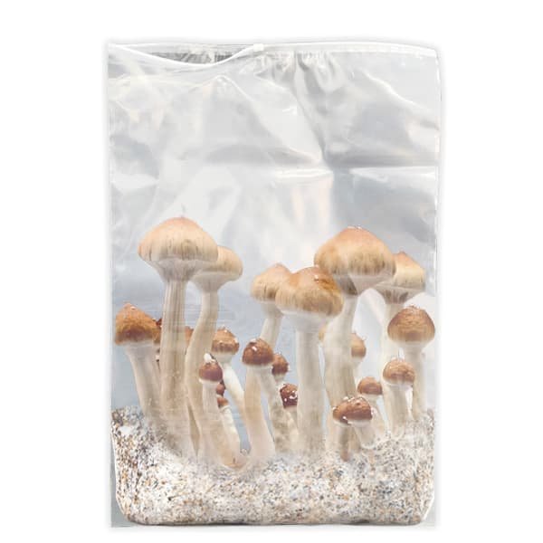 magic mushroom grow kit